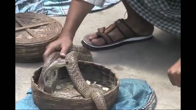 do not try this at home!!!!snake bite caught on camera