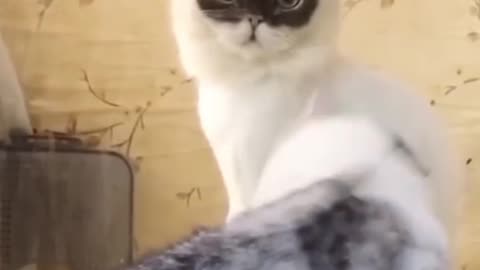 Friendly cat Shares Play