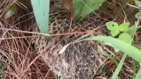 Have you ever seen a prairie chicken hatch