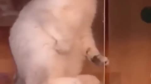 Cat Song 🤣😂 video