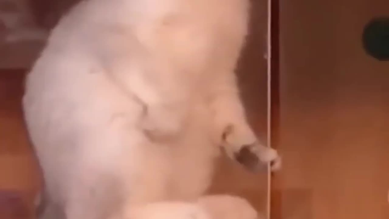 Cat Song 🤣😂 video