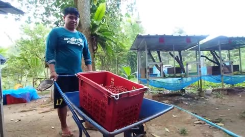 How Civet make World Most Expensive Coffee - Civet Coffee Farming - Coffee Harvest and Processing
