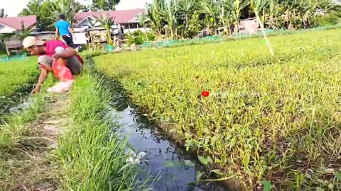 berburu keong