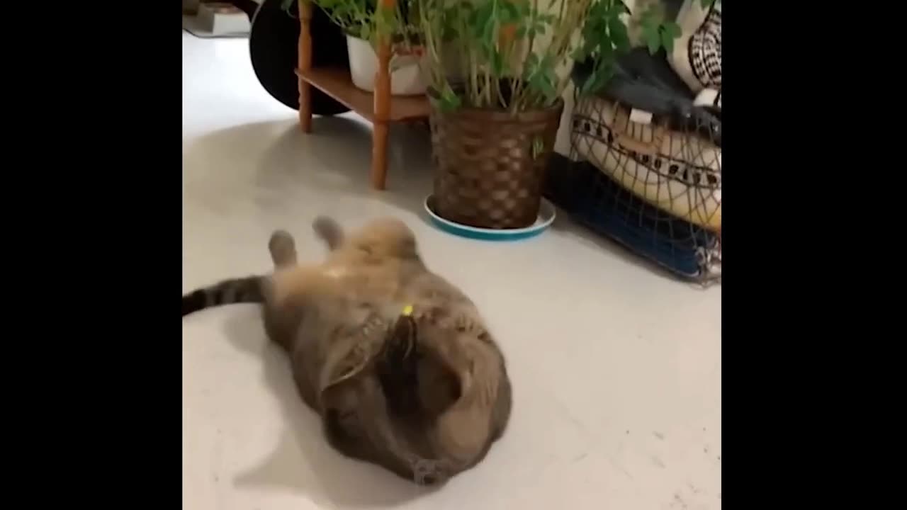 Cat Picking up how to fight