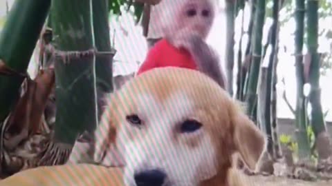 Happy funny animals for everyone who gets near them?