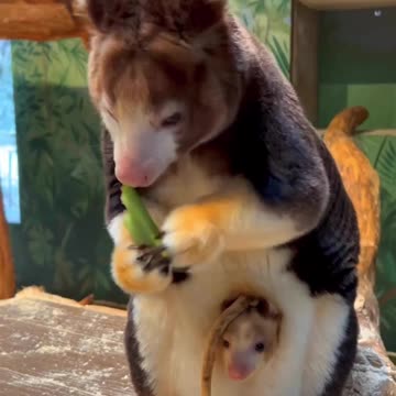 News Break: Tree-kangaroos. Real Nature