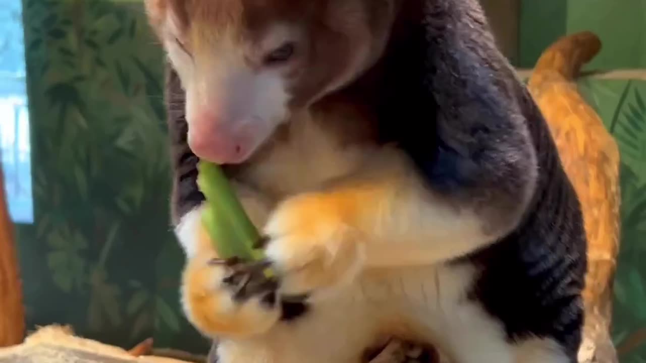 News Break: Tree-kangaroos. Real Nature