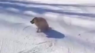 CONGRESS IS SHUT DOWN! Reeeeeeeeeeee!