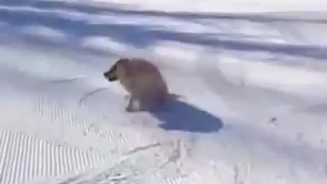 CONGRESS IS SHUT DOWN! Reeeeeeeeeeee!