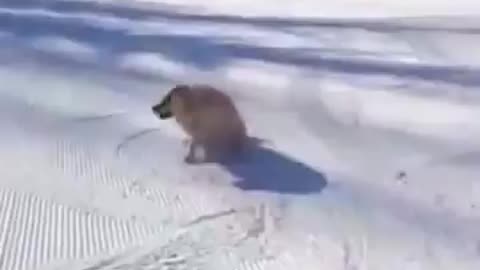 CONGRESS IS SHUT DOWN! Reeeeeeeeeeee!