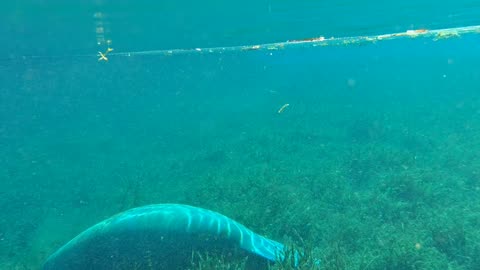 Manatee in spring