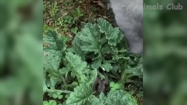 Funniest Animals Video - Best Cats😹 and Dogs🐶 Videos 2021 Compilation!