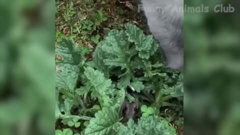 Funniest Animals Video - Best Cats😹 and Dogs🐶 Videos 2021 Compilation!