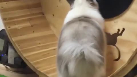 Love Pets