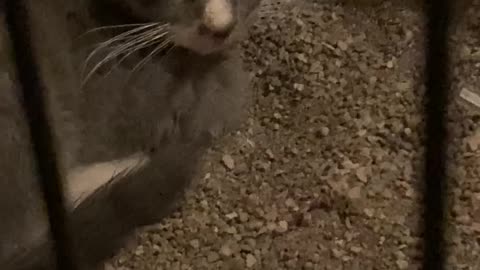 Cute Cat Video