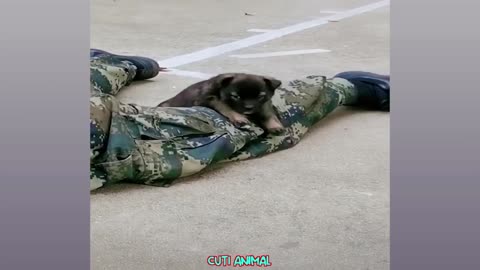 funny cat videos