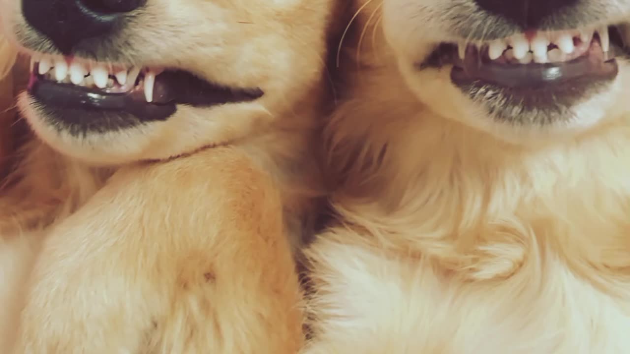 Laughing Dogs | Funny Animals Videos | Funny Dogs