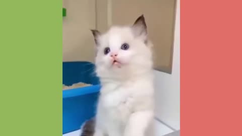 New Funny Videos 2024 😍 Funniest Cats & Dogs Videos🐶😹 Part 7