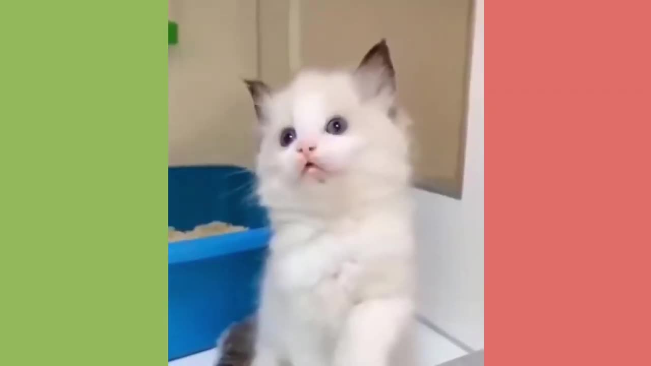New Funny Videos 2024 😍 Funniest Cats & Dogs Videos🐶😹 Part 7