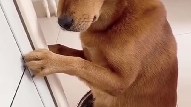 The bad habits dogs and other information