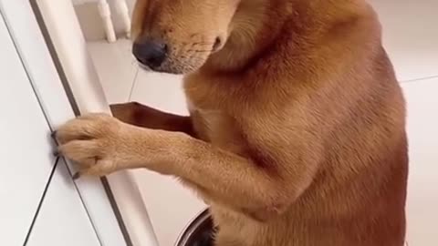 The bad habits dogs and other information