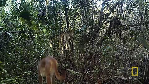 Meet the Residents of Everglades National Park | America's National Parks