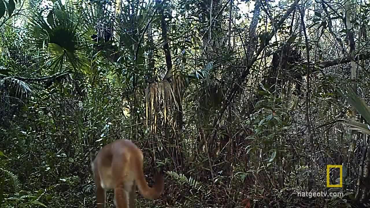 Meet the Residents of Everglades National Park | America's National Parks