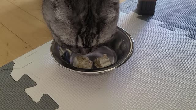A scottish fold cat that likes melons