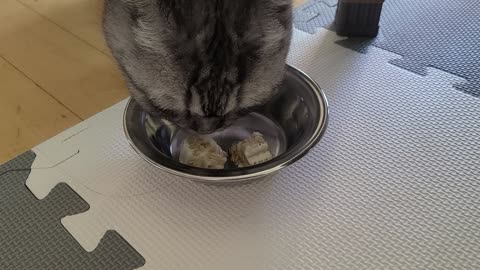 A scottish fold cat that likes melons