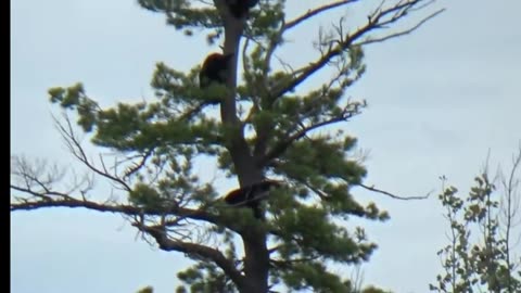 Four bears 🐻 on a giant tree top.