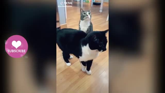 OMG ! Ghost Cat 😻 Funny And Cute Cats Compilation _ Animals Lover Video 😗💪