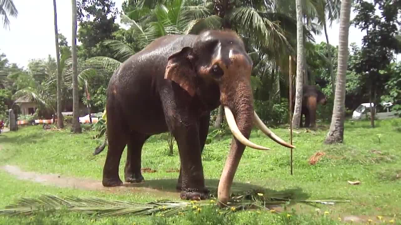 Sri Lankan Elephant