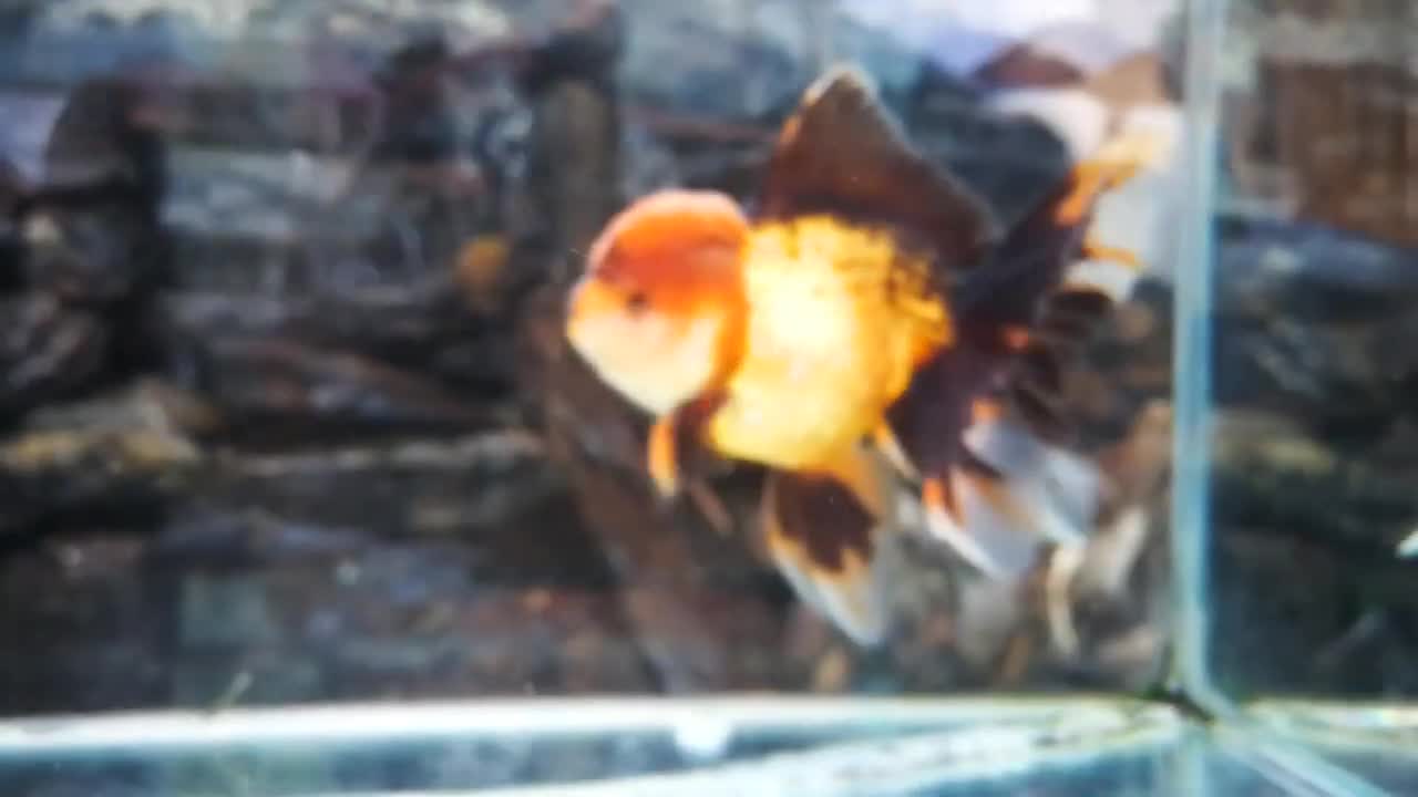 The most beautiful Oranda Goldfish-10