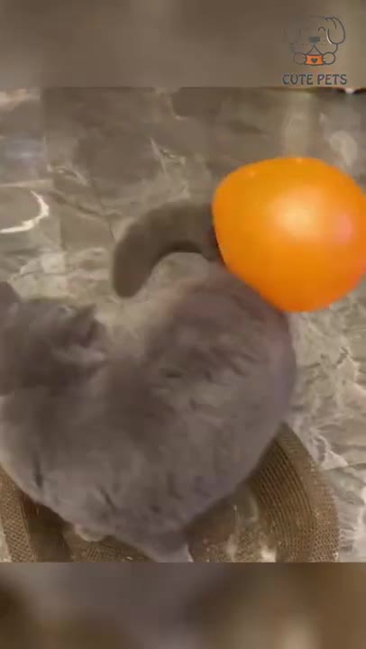 This cat doing some funny move