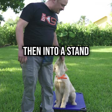 Does Your Dog Always Need Food While Training?