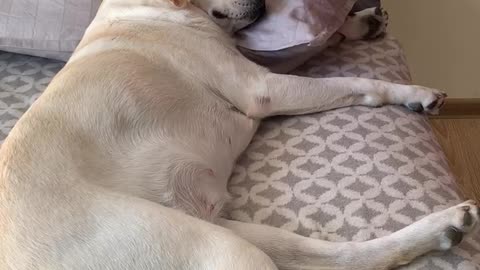 Labrador massage