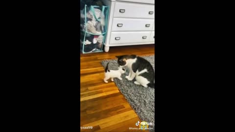 Funny cats videos