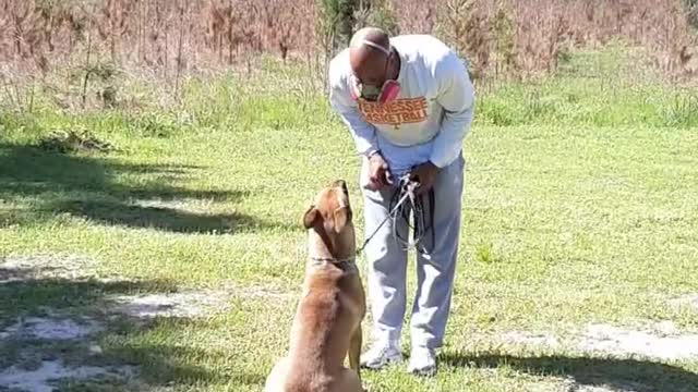 Ace doing some obedience dog training