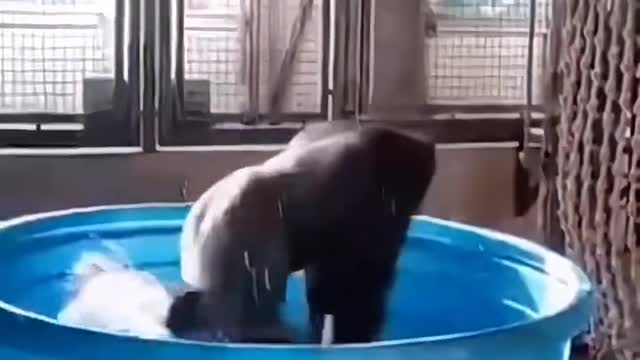 A gorilla in the bath
