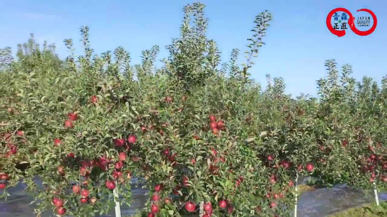 Snow Apple Harvest and How to Store Apple Under Snow, Japanese Apple Farming Technique