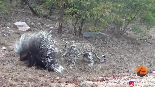 Silly leopard taking on porcupine at high speed will make your day!