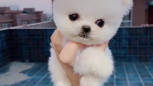 Best Funny Baby Cats Compilation Full Funny Videos