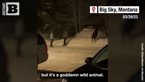 "YOU GUYS ARE F*CKING IDIOTS!" — Moose Charges at Tourists After They Insist on Touching It