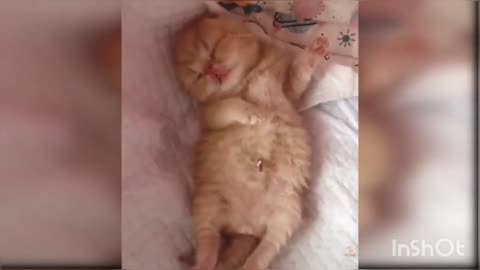 Baby Cats - Cute and funny clever cats compilation 50+