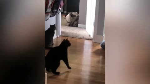 Cats Are Shocked By Ball Watching It Up And Down