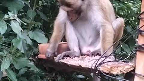 Monkey eating Rice