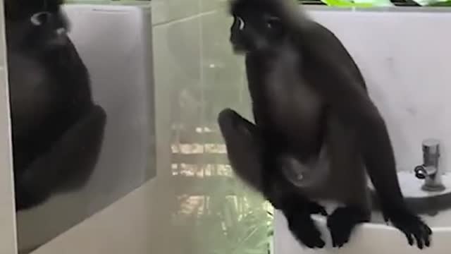 Monkey mesmerised by own reflection