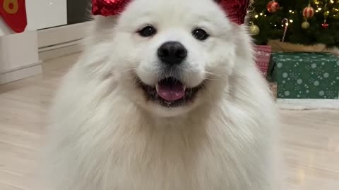 Merry Christmas frens