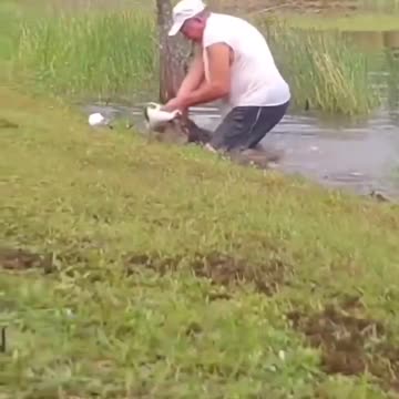 A 74 year old man in Florida pulls a puppy out of an alligator's mouth