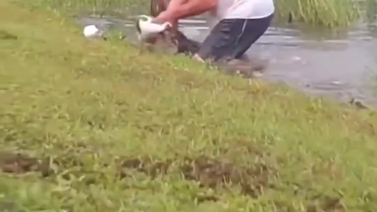 A 74 year old man in Florida pulls a puppy out of an alligator's mouth